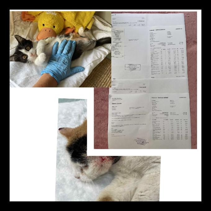 Veterinární péče VI.