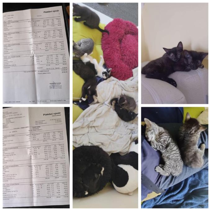 Očkování koťátek