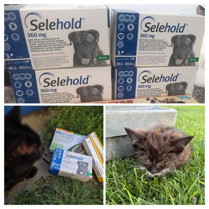 Antiparazitika pro bezprizorní kočky