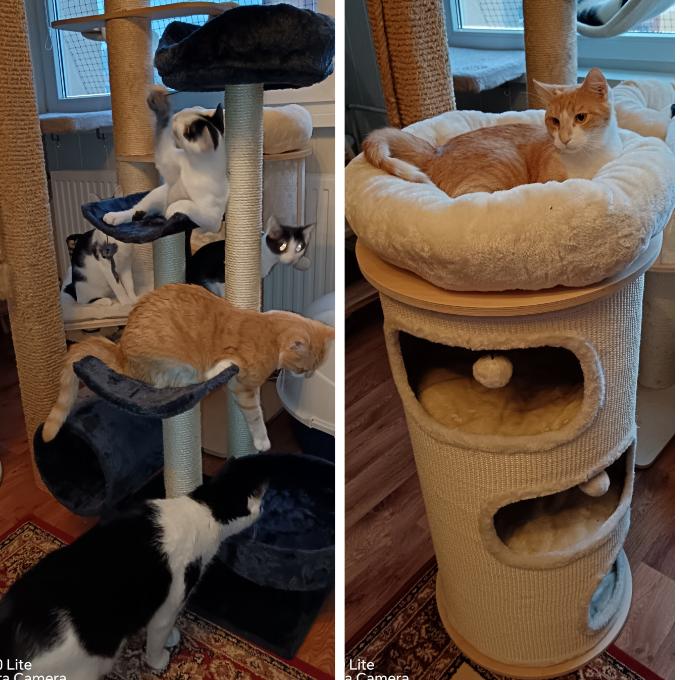 Škrabadla do kočičího pokoje