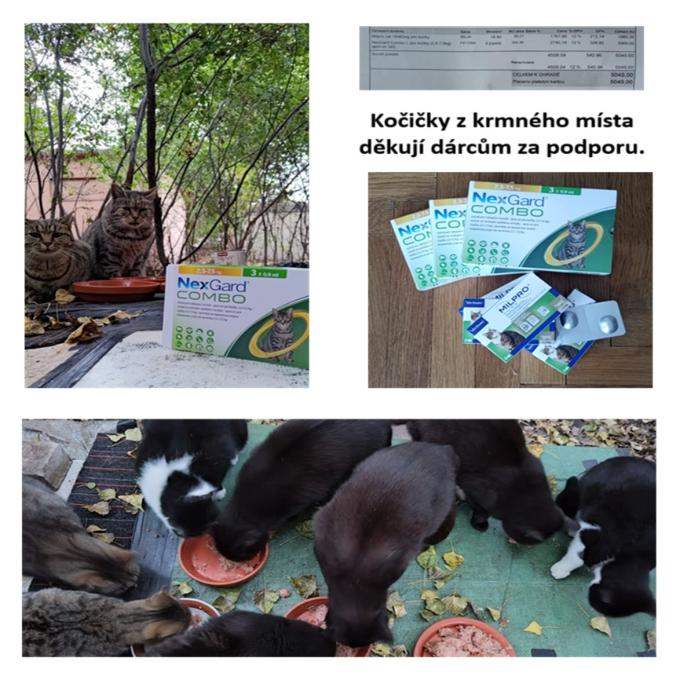 Antiparazitika pro kočičky z krmných míst