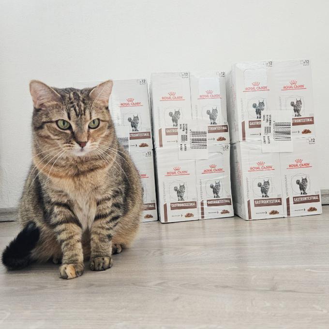 Kapsičky nemocným kočičkám