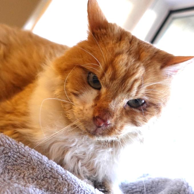 Zachraňte kocoura Viktorína