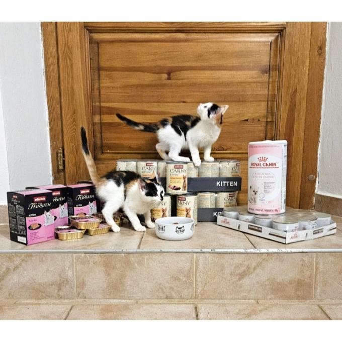 Mokré krmivo pro koťata