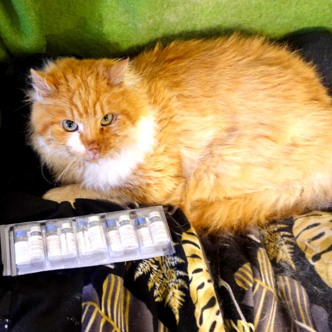 Zachraňte kocoura Viktorína