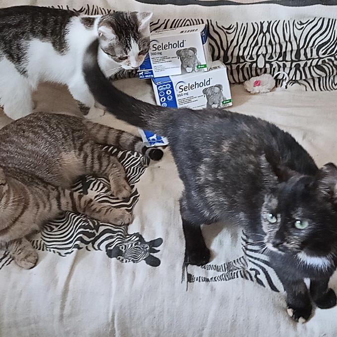 Antiparazitika Selehold