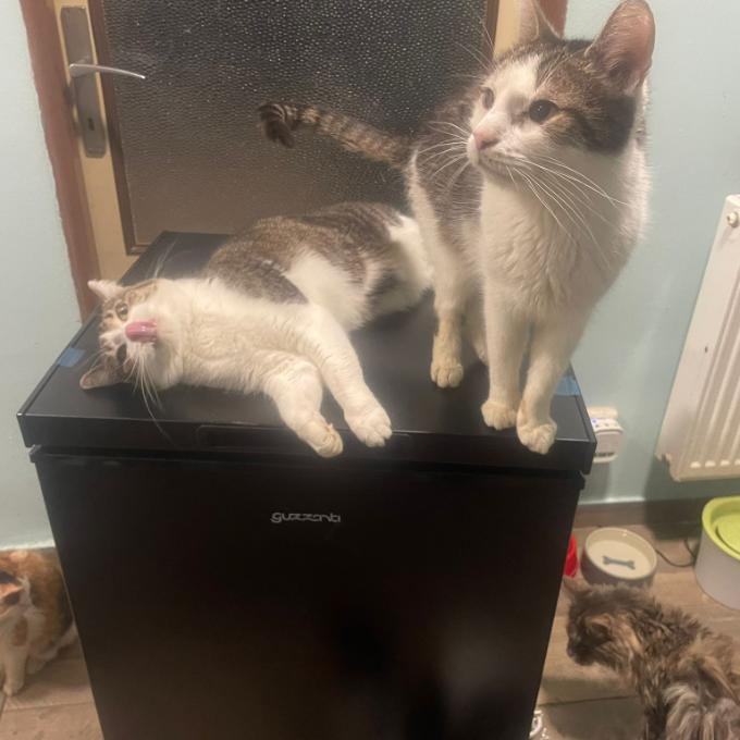 MRAZÁK NA MASÍČKA