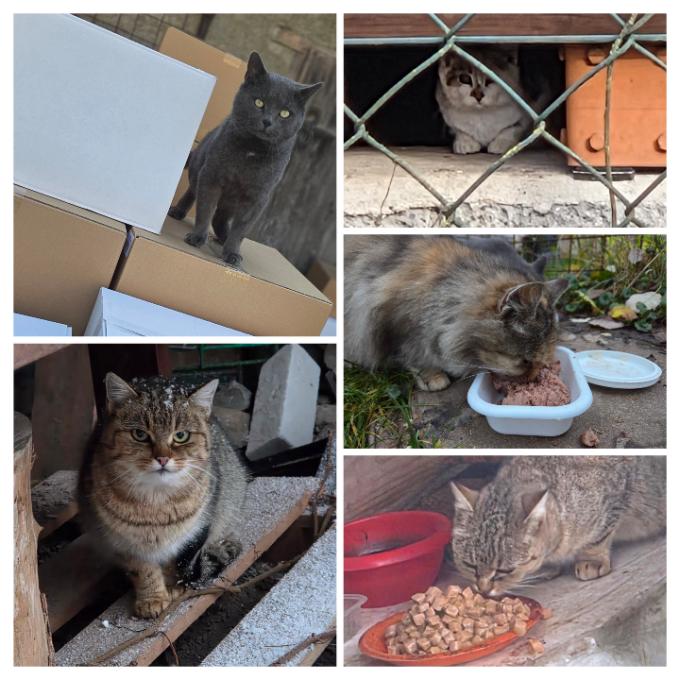 200 kg konzerv pro kočičky z krmných míst