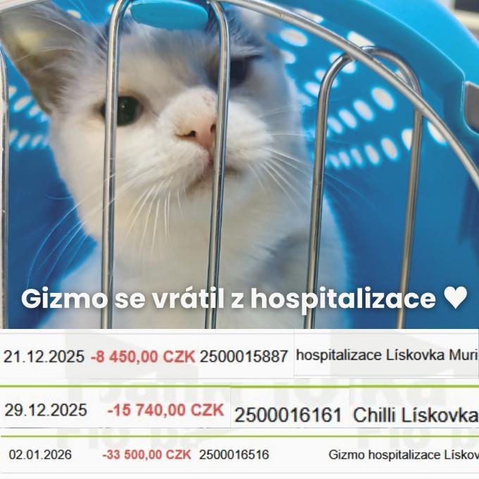 Hospitalizace tří koček