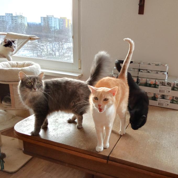 Kvalitní masové konzervy