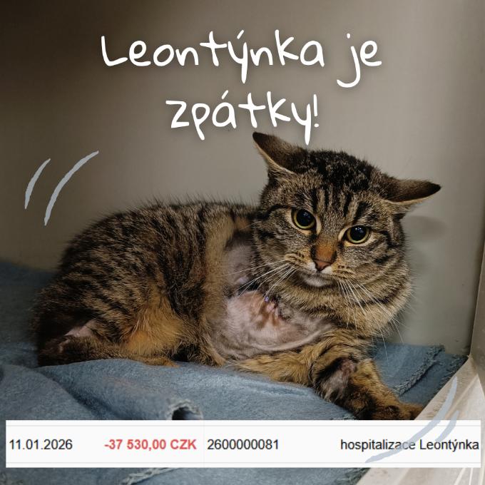 OPERACE LEONTÝNKY