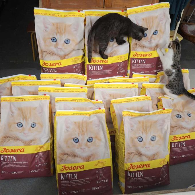 Koťátka potřebují Josery