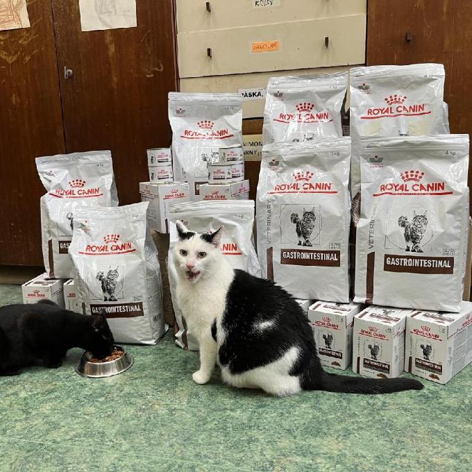 Speciální výživa pro nemocné kočky