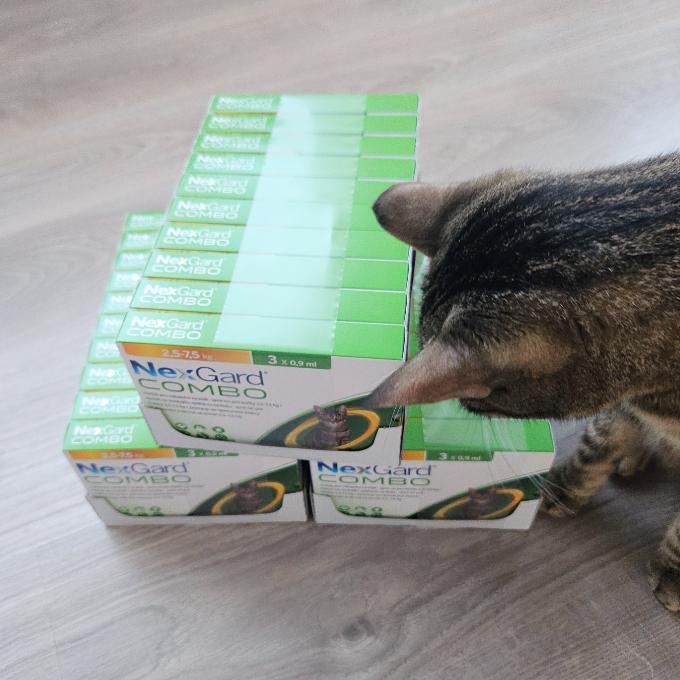 Ošetření kočiček bez domova