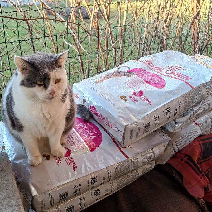 Granule Royal Canin Exigent