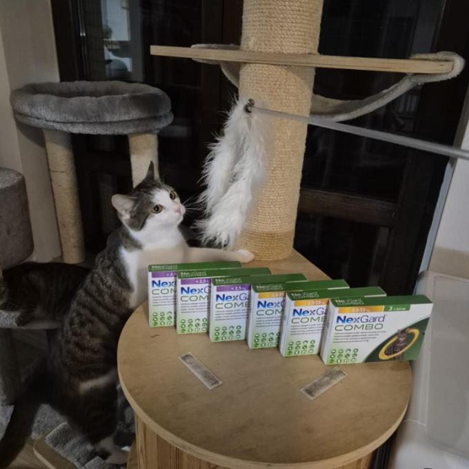 Odčervení pro venkovní kočičky