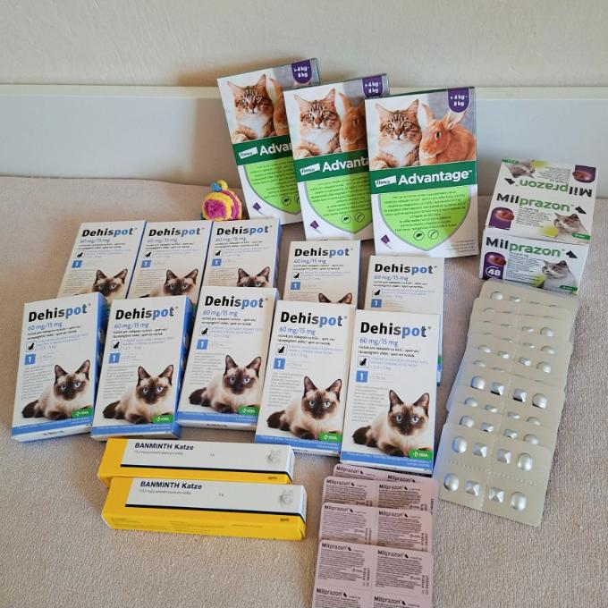 Antiparazitika pro mikešácké kočičky