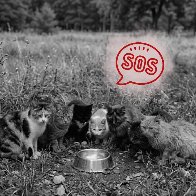 MISE: naplň misku kočičce bez domova