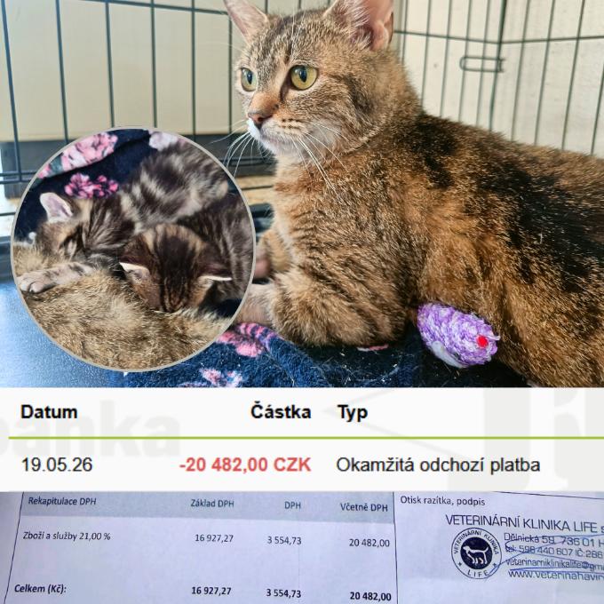 Boj Pandory s panleukopenií
