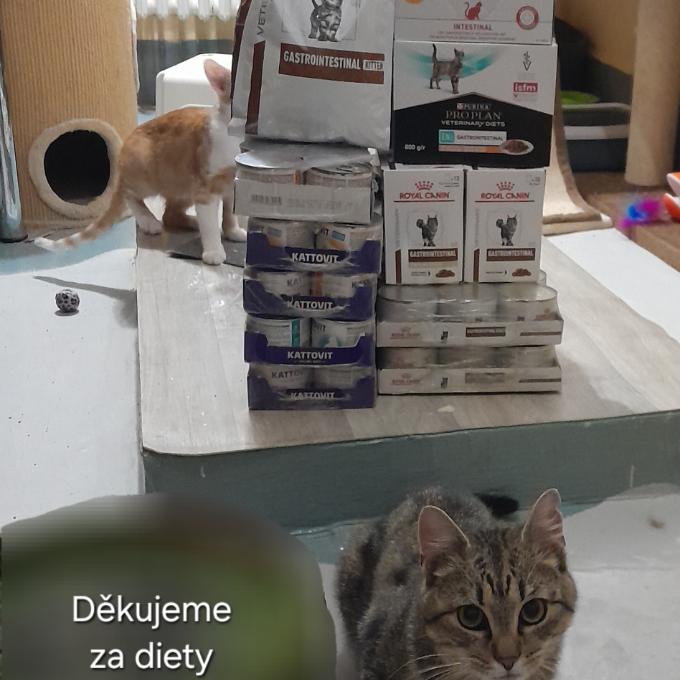 Diety pro kočičí klienty