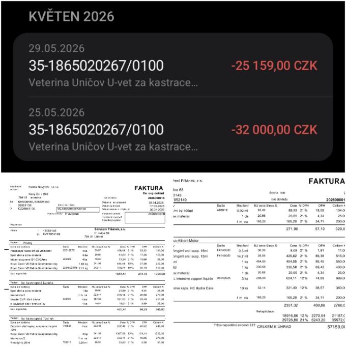 SOS Pomoc s doplacením faktury za veterinární ošetření kočiček
