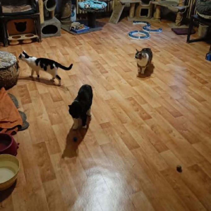 Nové lino do kočičího pokoje