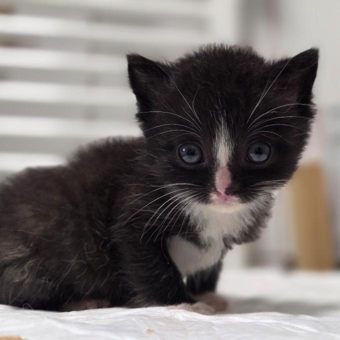 Pomoc s úhradou faktury za veterinární ošetření kočiček
