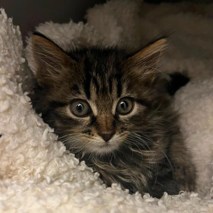Pomoc s úhradou faktury za veterinární ošetření kočiček