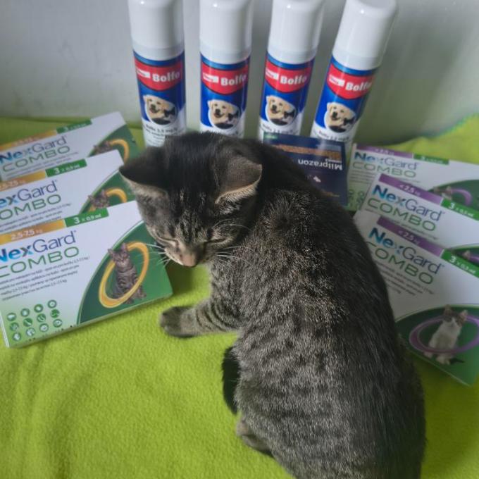 Antiparazitika