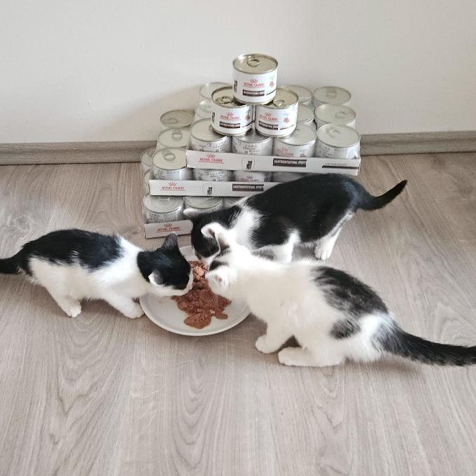 Gastro konzervy pro koťátka